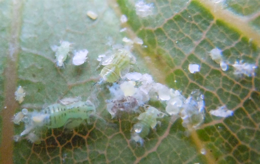 Cacopsylla pulchella/Psilla dell''albero di Giuda